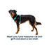 RuffWear Hi & Light Lightweight Dog Harness XSmall Sage Green - Poudre Pet & Feed Supply 2